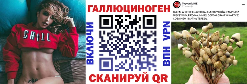 Галлюциногенные грибы Psilocybe  Тогучин 